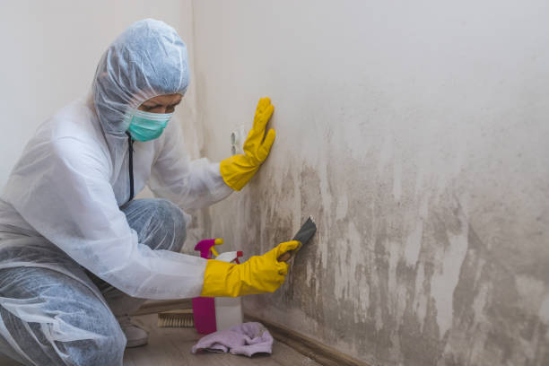 Best Fast Mold Removal  in La Puente, CA