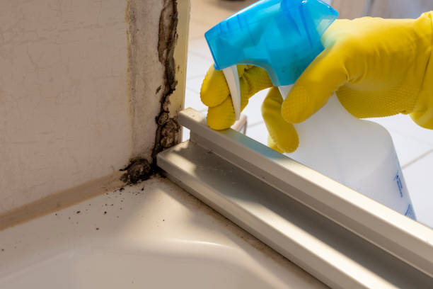Home Mold Removal in La Puente, CA