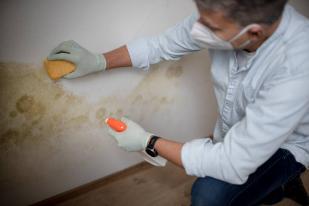 Best Mold Damage Repair  in La Puente, CA